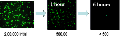 Adenovirus samples on a copper alloy surface over a period of 6 hours