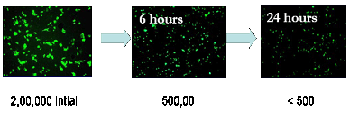 Adenovirus samples on a stainless steel surface over a period of 24 hours